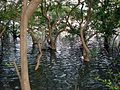 Mangroves parki pappinisseri12.JPG