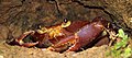 * Nomination: Manicou crab (Rodriguezus garmani), Trinidad --Charlesjsharp 10:14, 16 May 2016 (UTC) * Review  Comment Sorry, nice, but poor quality IMO. Out of focus and poor DOF--Lmbuga 14:01, 16 May 2016 (UTC)