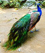 Indian Blue Peafowl, Manila Zoo