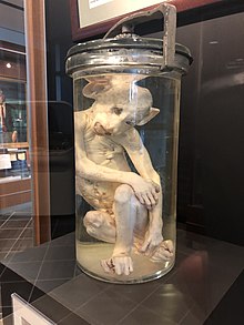 The monkey on display at GBI headquarters Martian Monkey on display in a jar at Georgia Bureau of Investigation headquarters in DeKalb County, Georgia, USA.jpg