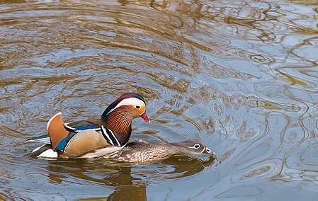 Tập_tin:Mating_Mandarin_Ducks.jpg