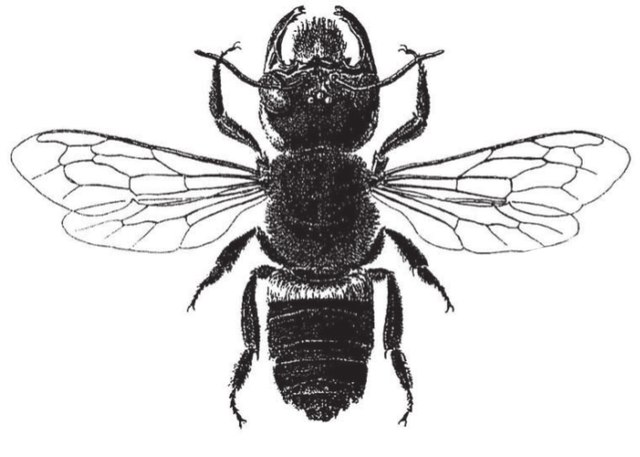 640px-Megachile_pluto.jpg