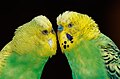 * Nomination Budgerigars; Bird park Steinen, Steinen, Germany --Llez 05:43, 7 August 2023 (UTC) * Promotion  Support Good quality,--Famberhorst 06:42, 7 August 2023 (UTC)