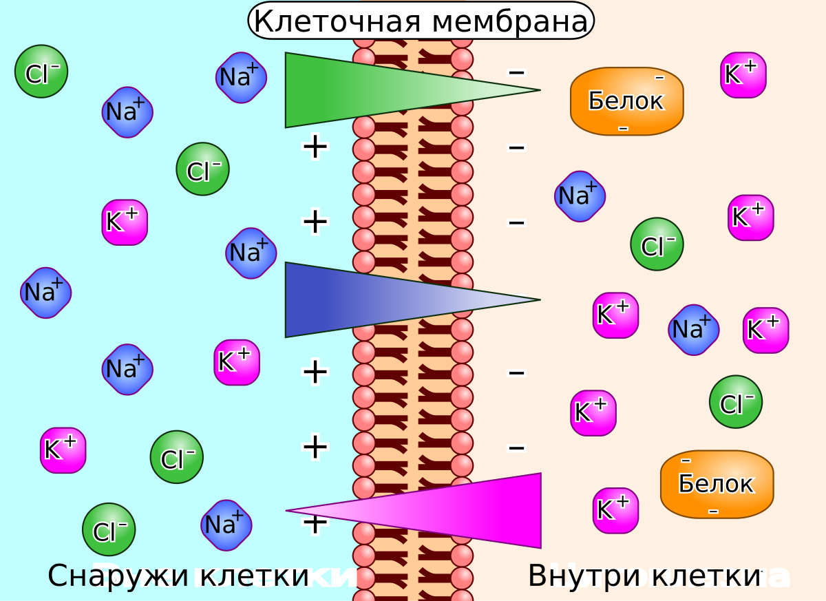 Электрохимический градиент — Википедия