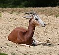 Mhorrgazelle (Nanger dama mhorr), Tierpark Hellabrunn, München