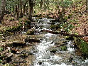 Allegheny National Forest