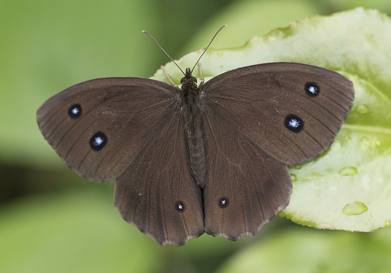 File:Minois dryas, Giresun 2017-07-05 03-8.jpg