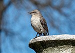 Thumbnail for File:Mockingbird in GWC (80753).jpg