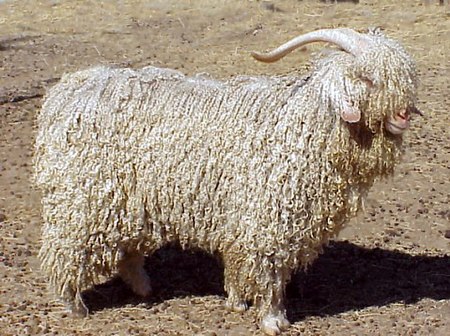 Modern angora goat.jpg