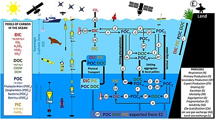 Monitoring the ocean biological carbon pump Pools, fluxes and processes that form the ocean biological carbon pump, and current methods used to monitor them. Bold black text and thick black arrows represent the key export pathways and interactions with other domains (land and atmosphere). Global stocks of the different carbon pools in the ocean are given in the box on the left; the four major kinds of pools - DIC, DOC, POC and PIC - are given in different colours.
This figure has been inspired by, and builds on, two earlier figures, one from the CEOS carbon from space report and the other from the NASA EXPORTS plan. Monitoring the ocean biological carbon pump.jpg