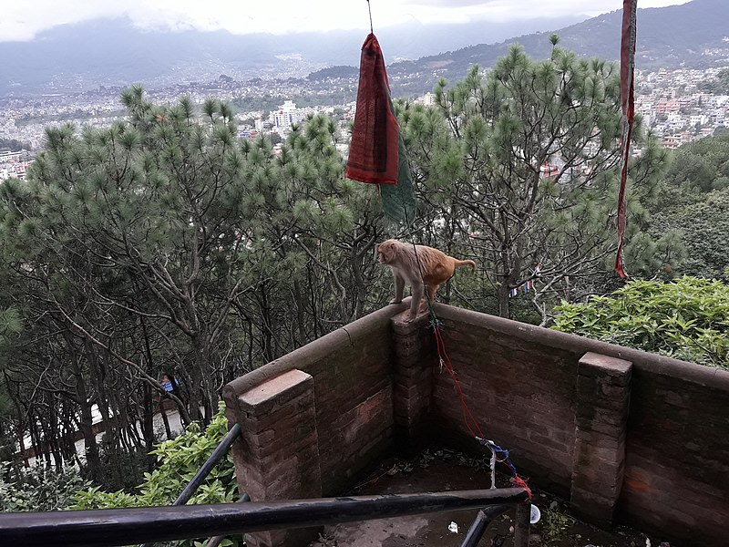 File:Monkey20170705 134703.jpg