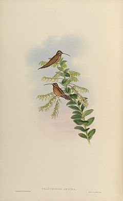 Phaëthornis amaura = Phaethornis striigularis striigularis