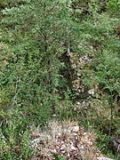 Ancien barrage effondré, sur le Fil (Esclapon).