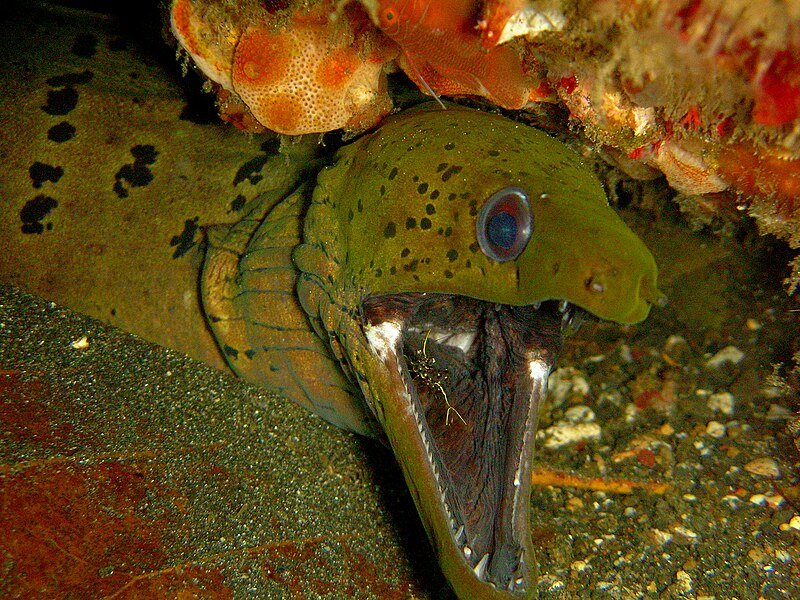 File:Moray EEl and Cleaner Shrimp.jpg