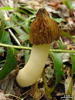 <i>Morchella punctipes</i> Species of fungus
