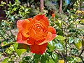 Thumbnail for File:Morcom Rose Garden 6.jpg