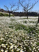 Mount lebanon spring time.jpg