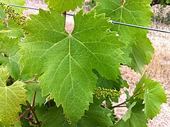 Mourvedre leaf at Red Willow.jpg