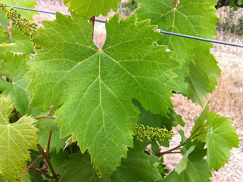 File:Mourvedre leaf at Red Willow.jpg