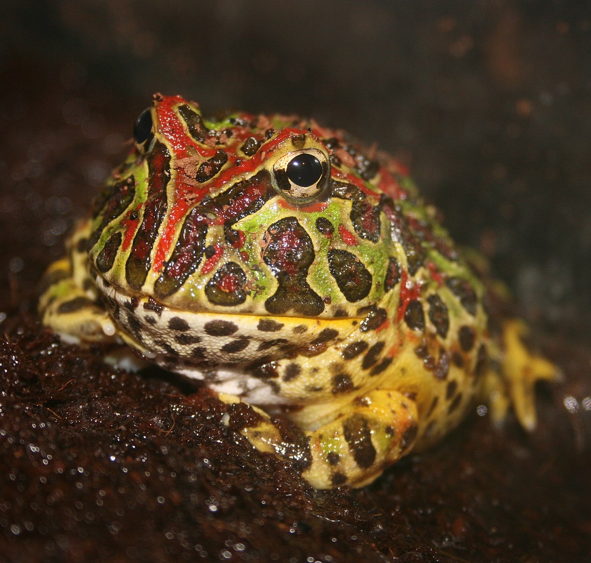 Argentine horned frog - Wikipedia