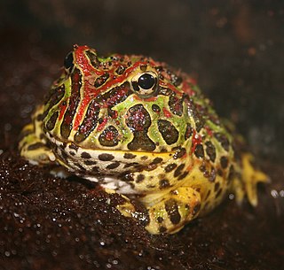 Argentine horned frog