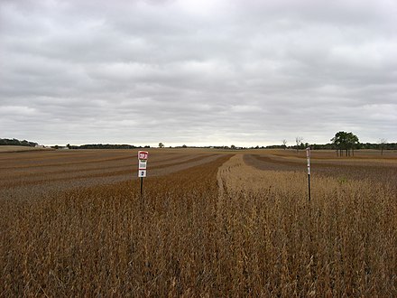 Different varieties of soybeans being grown together