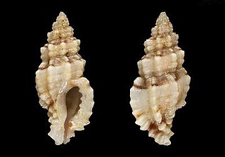 <i>Muricopsis haidari</i> Species of gastropod
