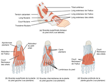 Liste des muscles du corps humain — Wikipédia