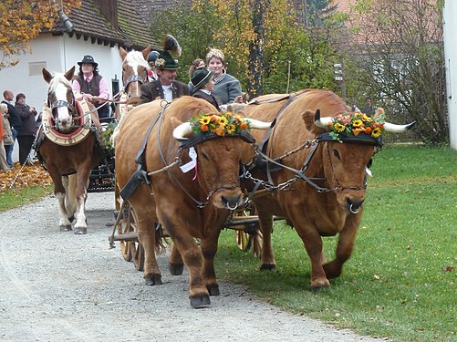 Harnesses oxes at Leonhardiritt Illerbeuren