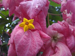 <i>Mussaenda philippica</i> Species of plant