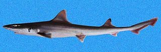 Sicklefin smooth-hound species of fish