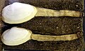 Mya arenaria, un bivalve endobionte comune in facies di spiaggia del nord Europa. Evidenti i sifoni con cui l'animale si tiene in contatto con la superficie del sedimento.