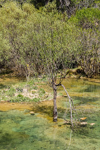 File:Nacimiento del río Cuervo, Vega del Codorno, Cuenca, España, 2017-05-22, DD 16.jpg