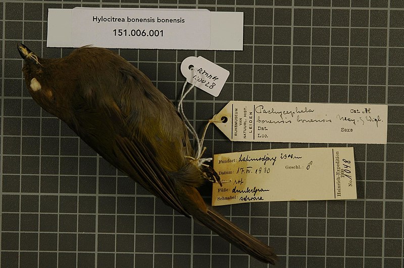 File:Naturalis Biodiversity Center - RMNH.AVES.130028 1 - Hylocitrea bonensis bonensis (Meyer & Wiglesworth, 1894) - Pachycephalidae - bird skin specimen.jpeg