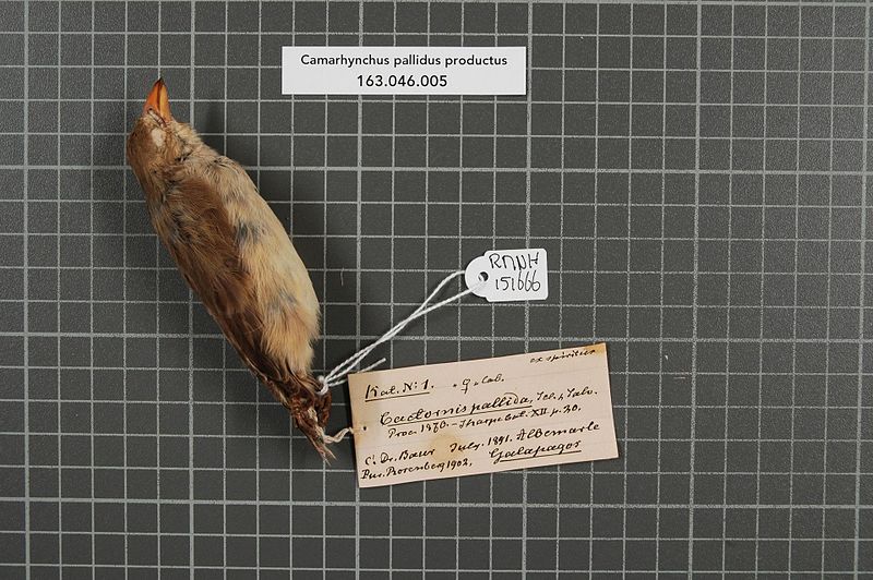 File:Naturalis Biodiversity Center - RMNH.AVES.151666 1 - Camarhynchus pallidus productus Ridgway, 1894 - Emberizidae - bird skin specimen.jpeg
