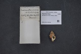 <i>Peristernia striata</i> Species of gastropod