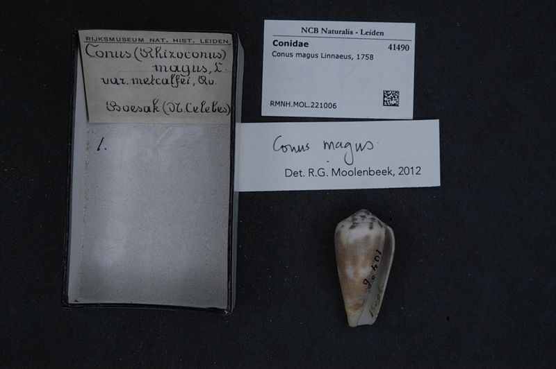 File:Naturalis Biodiversity Center - RMNH.MOL.221006 - Conus magus Linnaeus, 1758 - Conidae - Mollusc shell.jpeg