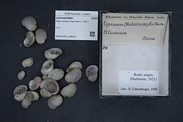 Karimás mocsárcsigák a Leideni Természetrajzi Múzeum gyűjteményében