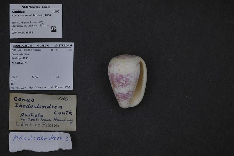 File:Naturalis Biodiversity Center - ZMA.MOLL.38288 - Conus adamsonii Broderip, 1836 - Conidae - Mollusc shell.jpeg