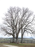 Group of trees: 3 summer linden trees