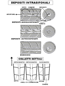 Tipi di depositi intra-sifonali e di colletti settali sviluppati dai nautiloidi. Da Allasinaz (1982), modificato.