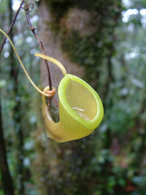 Nepenthes dubia