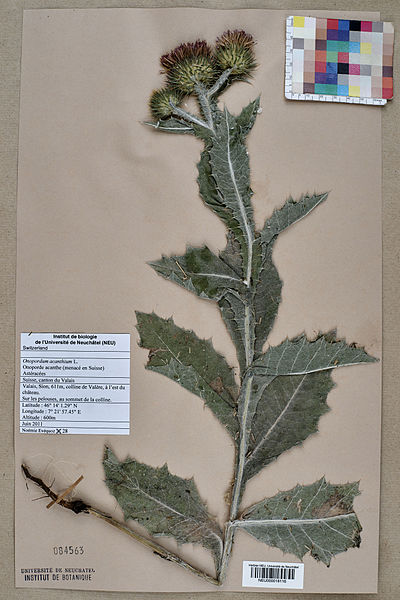 File:Neuchâtel Herbarium - Onopordum acanthium - NEU000018116.jpg