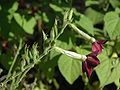 Nicotiana alata flowers2.jpg