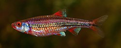 Hình thu nhỏ cho Notropis chrosomus