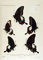 Thumbnail for Papilio hipponous