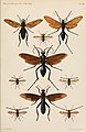 Mimicry of Pompilidae (Hymenoptera) by Pantophthalmus rothschildi Pantophthalmidae and Mydas praegrandis" Mydidae