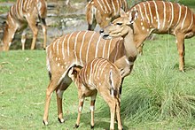 Nursing juvenile Nursing nyala.jpg