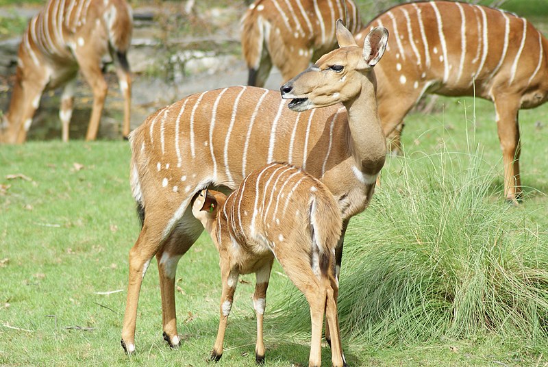 File:Nursing nyala.jpg