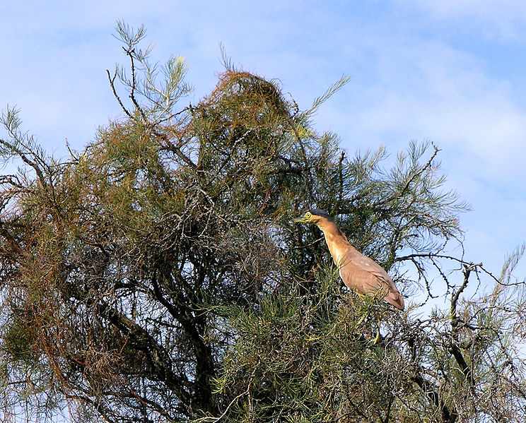 File:Nycticorax caledonicus Perth.jpg